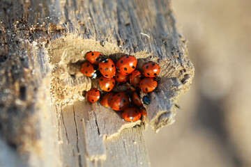 A large group of the seven-spotted ladybugs - Coccinella septempunctata - on a tree stump