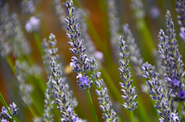 Obraz premium Close up of lavender flowers