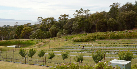 Strawberry farm in St Helens, Tasmania, Australia