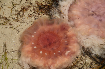 Fototapeta premium Two lion's mane jellyfish on shore on Orford beach in Tasmania, Australia. Also known as giant jellyfish, arctic red jellyfish or the hair jelly