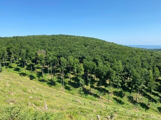 Fototapeta na wymiar Beech forest in Papuk Nature Park - Slavonia, Croatia (Bukova šuma u parku prirode Papuk - Slavonija, Hrvatska)
