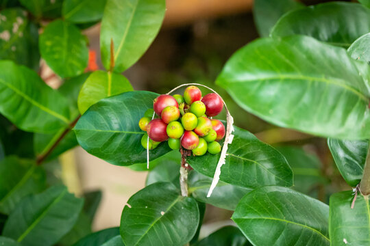 Raw Fruits of the Plant Known as Seagrape and Baygrape (Coccoloba uvifera) in the Palomino's Beach, in La Guajira, Colombia