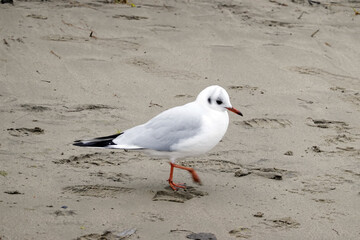 Lachmöwe (Chroicocephalus ridibundus, Syn.: Larus ridibundus)