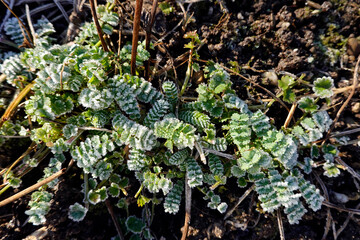 Kleiner Wiesenknopf (Sanguisorba minor) - Raureif