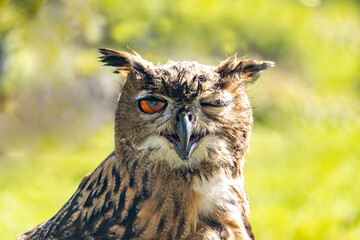 The blinking eagle-owl (Bubo bubo) look to camera