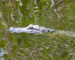 American Alligator Head