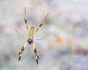 Garden Orb Spider