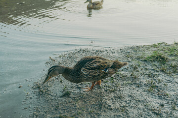 Ente pickt nach Futter am Rande eines Sees