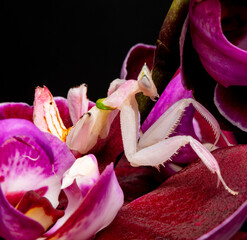 orchid mantis praying hymenopus coronatus