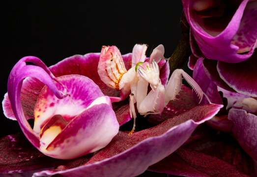 orchid mantis praying hymenopus coronatus