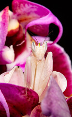 orchid mantis praying hymenopus coronatus