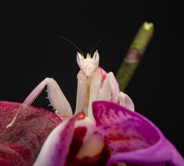 orchid mantis praying hymenopus coronatus