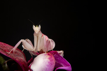 orchid mantis praying hymenopus coronatus