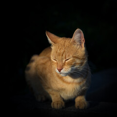 portrait of a ginger cat