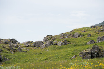 Green Grassy mountain Landscape Highland Cold Grey travel beautiful 