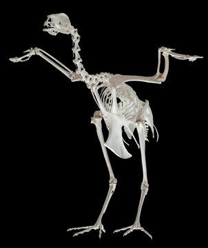 A photo of a real turkey skeleton.