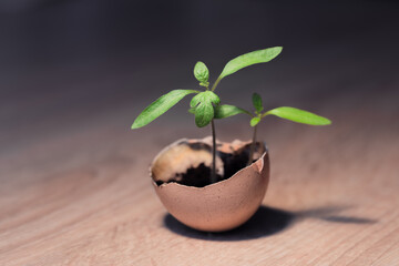 young plant in egg shell