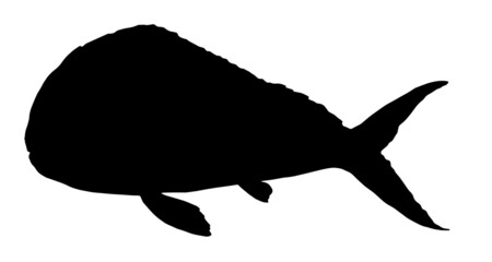 Coryphaena sea fish. Hand-drawn ocean fish Coriphaena in sketch style, black silhouette for menu design template, signage, logos, labels hand-painted on white tropical fish side view