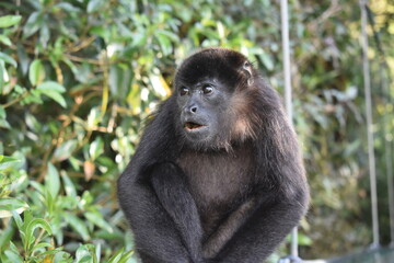 Fototapeta premium Mono Congo, monteverde Costa Rica. Monkey Congo, monteverde Costa Rica.
