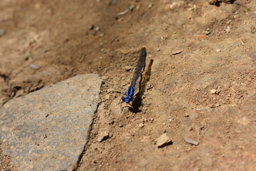 Libelula azul.
Blue Dragonfly.