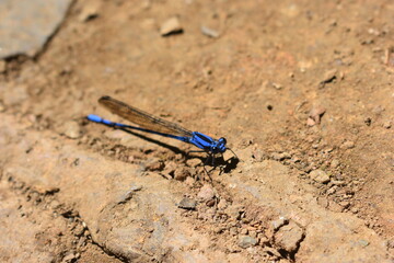 Libelula azul.
Blue Dragonfly.