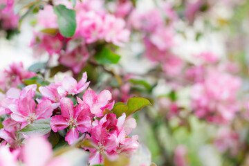 Spring floral blurred background of pink apple and cherry blossoms.