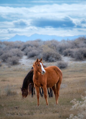 Nevada Desert Wild Horses