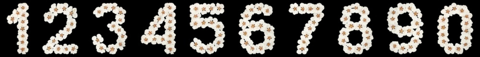 Set of arabic numbers, from natural white flowers of apricot tree, isolated on black background