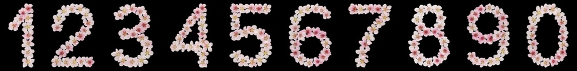 Set of arabic numbers, from natural pink flowers of peach tree, isolated on black background