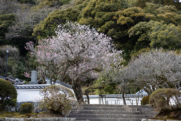 EOSRP.山口岩国、去年の桜。