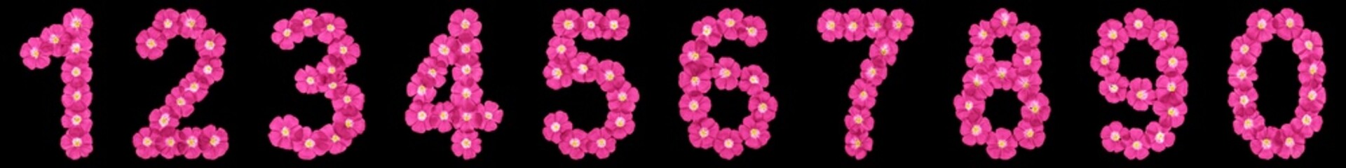 Set of arabic numbers, natural pinke flowers of flax, isolated on black background