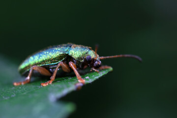 Leaf beetle on wild plants, North China