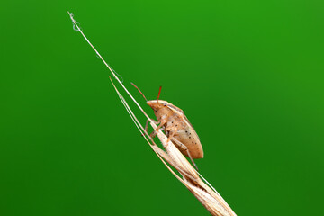 Hemiptera bugs in the wild, North China