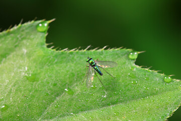 Fototapeta premium Gadfly on wild plants, North China