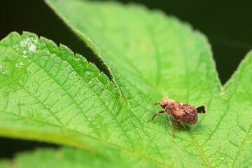 Hemiptera wax Cicadellidae insects on wild plants, North China