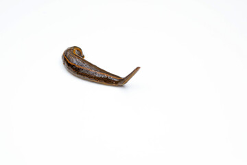 Leeches on a white background