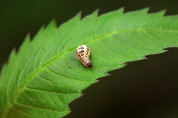 Negative mud beetle, a small beetle in nature, North China