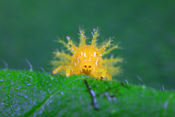 Ladybugs on wild plants, North China