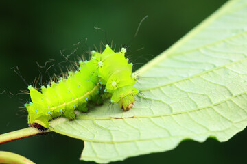 Lepidoptera larvae in the wild, North China