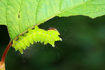 Lepidoptera larvae in the wild, North China