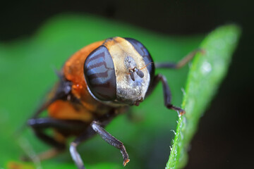 Aphid eating flies in the wild, North China