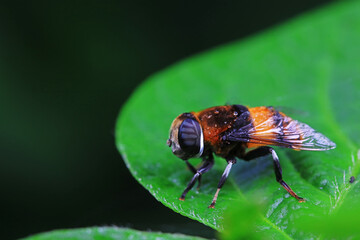Aphid eating flies in the wild, North China