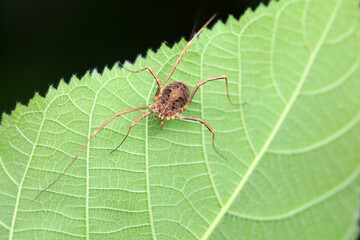 Spiders in the wild, North China