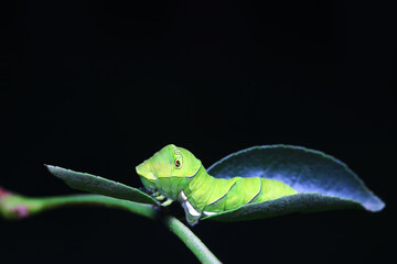 Lepidoptera larvae in the wild, North China
