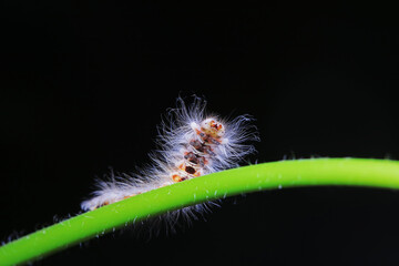 Lepidoptera larvae in the wild, North China