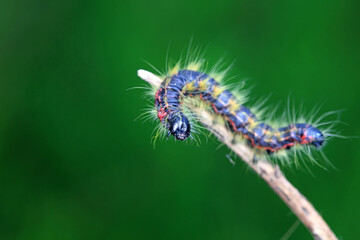 Lepidoptera larvae in the wild, North China