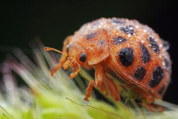 Ladybugs on wild plants, North China