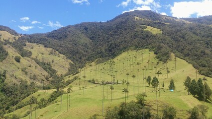 Obraz premium Palma de cera del Quindío