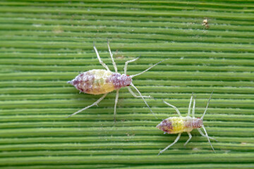 Aphids in the wild, North China