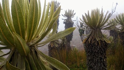 Frailejón Nevado del Ruíz